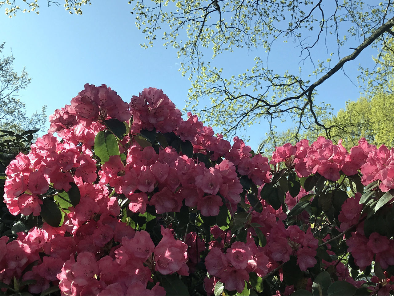 LOW ANGLE VIEW OF PINK CHERRY BLOSSOM