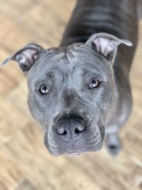 Close-up portrait of a amstaff dog