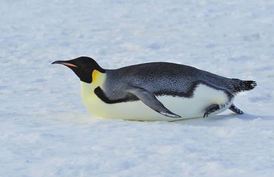 View of a bird on snow