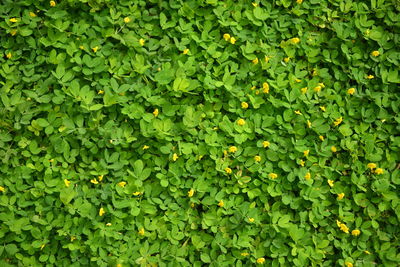 Full frame shot of fresh green plants