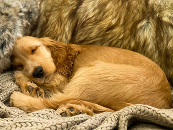 Relaxed, sleeping puppy