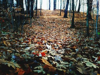 Fallen leaves on tree trunk in forest