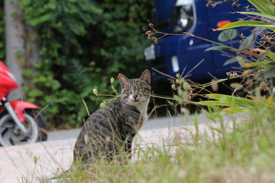 Cat on plants