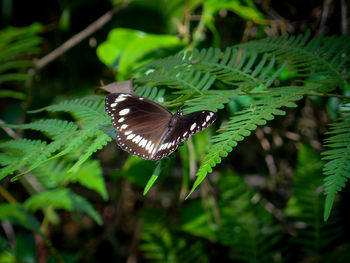 Butterfly on leaf