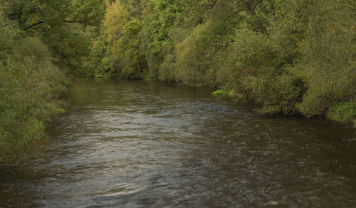 River flowing amidst trees in forest