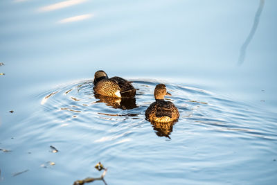 Birds swimming in a lake