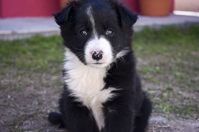 Portrait of puppy on field