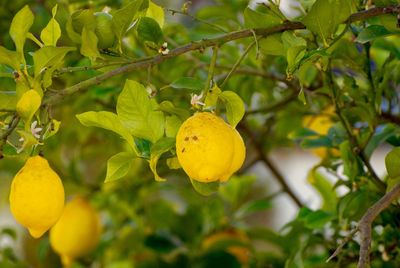 Low angle view of fruits on tree