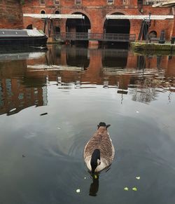 High angle view of duck swimming in lake