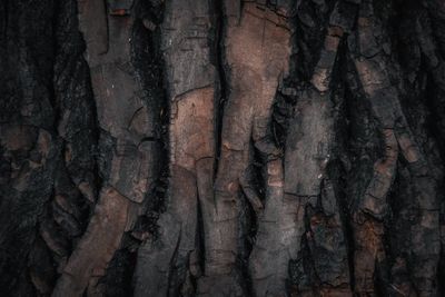 Full frame shot of tree trunk