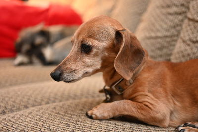 Close-up of dog