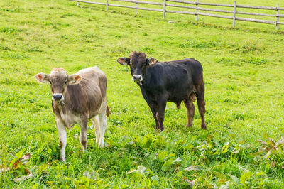 Cows standing in a field