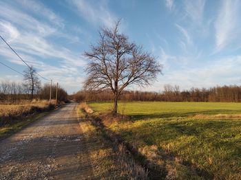 Bare trees on field against sky