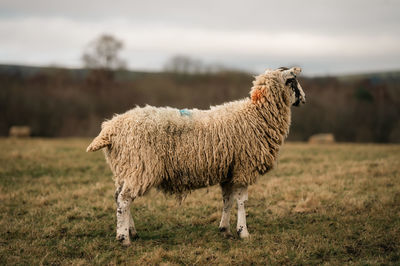 Sheep grazing on field