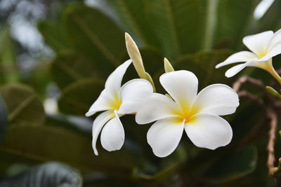 Close-up of white flowering plant