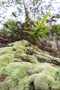 Close-up of moss on rock