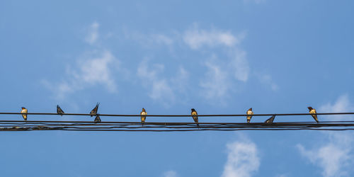 Low angle view of birds perching on cable against sky