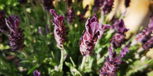 Close-up of purple lavender flowers