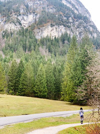 Man and pine trees on mountain