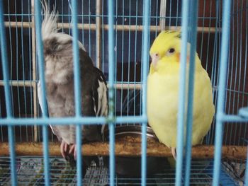 Close-up of parrot in cage