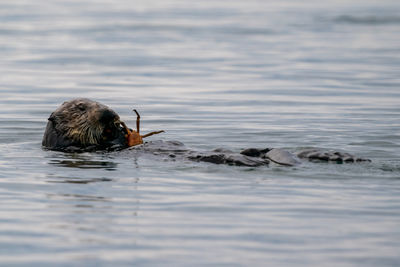 California sea otter eating a crab