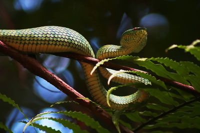 Close-up of snake on leaves