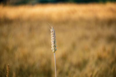 Close-up of stalks in field