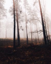 Trees growing on field in foggy weather