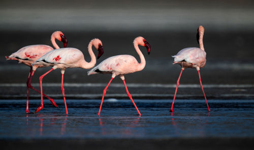 Birds in a lake