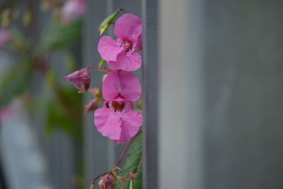 Close-up of pink flowers blooming outdoors