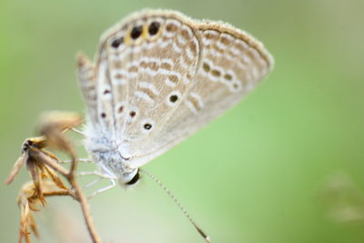 Close-up of butterfly on flower