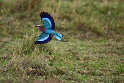 Bird flying over a land