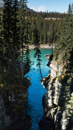 Scenic view of lake amidst trees in forest