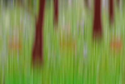 Full frame shot of bamboo plants