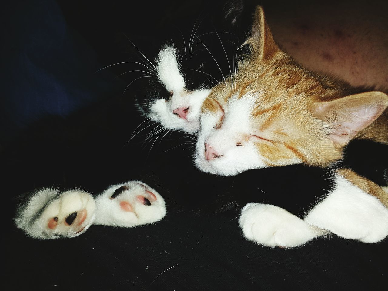 animal themes, one animal, wildlife, animals in the wild, close-up, domestic cat, cat, white color, domestic animals, high angle view, bird, indoors, no people, zoology, young animal, feline, nature, night, two animals, mammal