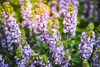 Close-up of purple flowering plants