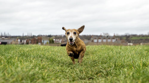 Portrait of dog running on grass