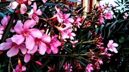 Close-up of pink flowering plant