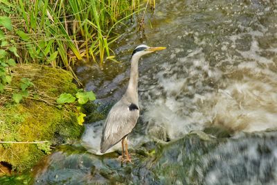 High angle view of gray heron in lake