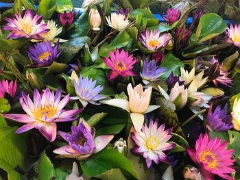 Close-up of pink flowering plants