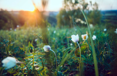 Close-up of flowering plants on field during sunset