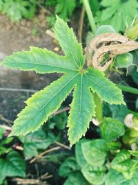 High angle view of plant growing on field