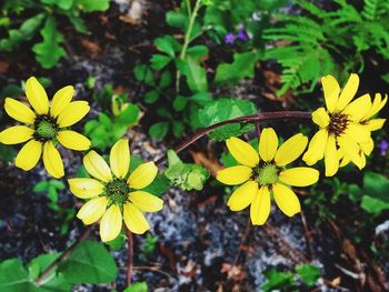 Close-up of yellow flowers blooming outdoors