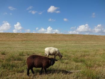 Horse grazing on field against sky