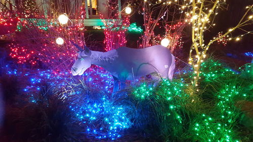 Illuminated christmas tree at night