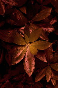 Close-up of wet maple leaves during autumn