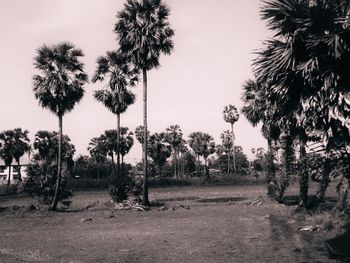 Palm trees on field against clear sky