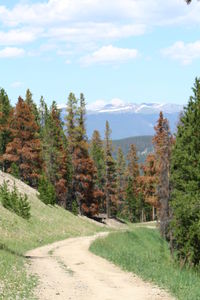 Dirt road on hill by pine trees against sky