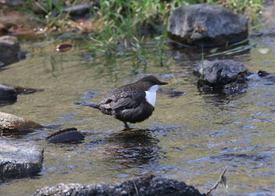 Ducks in a lake