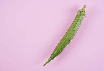 High angle view of green leaf over white background